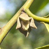 Diospyros walkeri (Wight) Gürke